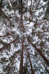 Poster - trees and sky