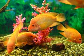 Wall Mural - Big Cichlasoma labiatum fish swims in an aquarium. (Amphilophus Labiatus). Banner