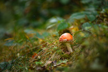 Selective Focus Of Red Fly Agaric In Green Grass On Lawn 
