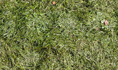 Green grass trimmings or mulch, seamless background