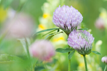 pink clover flowers blooming among other flowers in the field creates a beautiful bright background