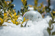 Frozen soap bubble with a beautiful pattern on the snow close up on a blurry background