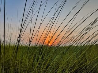 sunset over grass