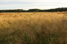 Dry Tall Grass On The Field. Forest In The Background. Autumn, Russia