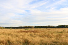 Dry Tall Grass On The Field. Forest In The Background. Autumn, Russia