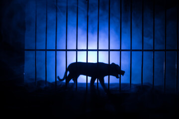 Silhouette of a tiger miniature standing in a zoo cage dreams of freedom. Creative decoration with colorful backlight with fog.