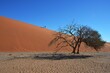 Kameldornbaum vor den Sanddünen bei der Düne 45 im Namib-Naukluft Nationalpark. 