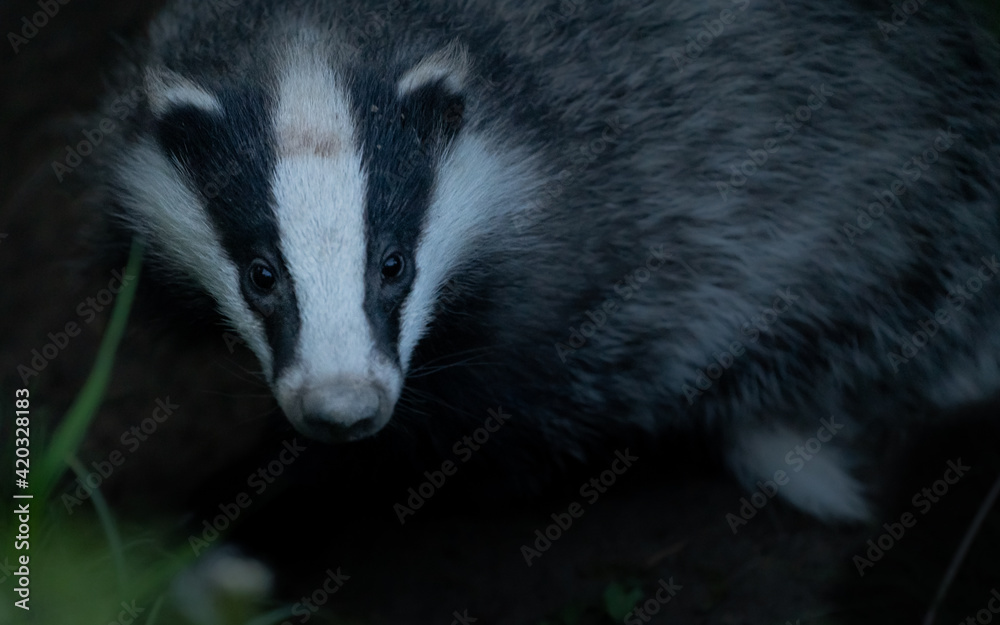 Meles meles or the badger in the environment