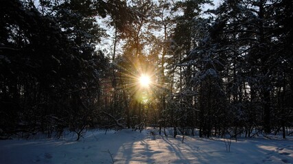 Wall Mural - Beautiful winter forest. Trees covered with snow on frosty day.  Winter in the woods. Sunset.