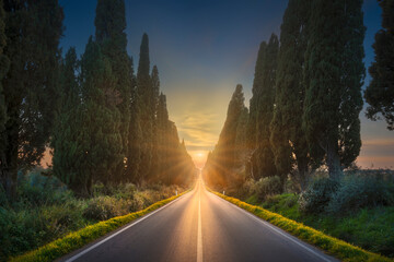 Wall Mural - Bolgheri famous cypresses tree straight boulevard. Maremma, Tuscany, Italy