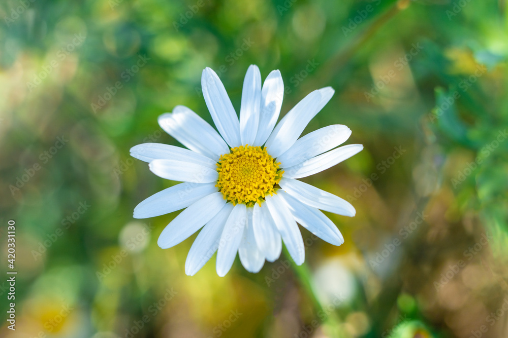 Springtime Daisy Spring time concept. Beautiful welcome painted daisy or pyrethrum ...