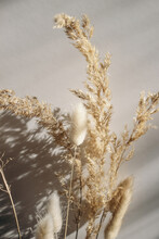 Close-up Of Beautiful Dry Grass Bouquet. Bunny Tail, Lagurus Ovatus And Festuca Plant In Sunlight. Harsh Long Shadows. Beige Wall Background. Floral Home Decoration. Natural Detail, Vertical.