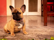© Juan - An adorable French Bulldog dog.