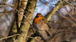 A perched Robin staring directly at the watcher