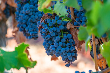 Wall Mural - Ripe black or blue grenache wine grapes using for making rose or red wine ready to harvest on vineyards in Cotes  de Provence, region Provence, south of France