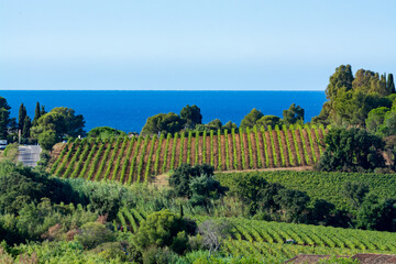 Wall Mural - Rows of ripe wine grapes plants on vineyards in Cotes  de Provence with blue sea near Saint-Tropez, region Provence, Saint-Tropez, south of France