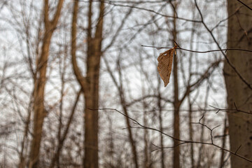 crumpled leaf on a twig