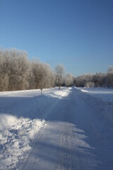 Wall Mural - snow covered trees in winter