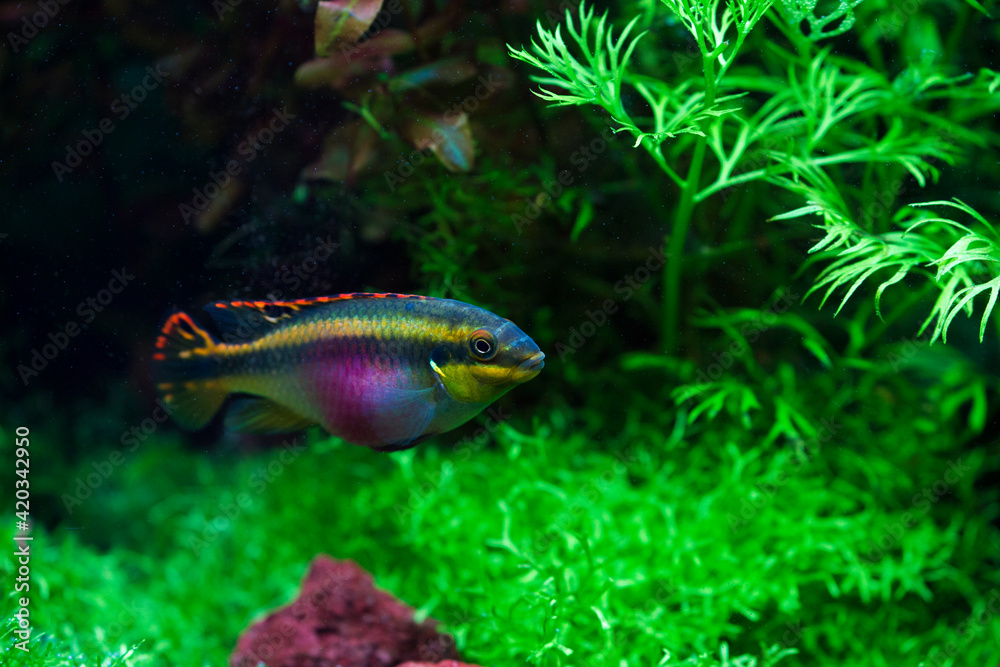 Pelvicachromis pulcher, krib, common krib, red krib, super-red krib and ...