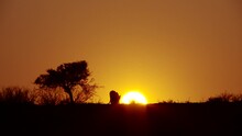 Wide Shot Of A Lion's Silhouette Walking On The Ridge With A Beautiful Sunrise As Background, Kgalagadi Transfrontier Park.