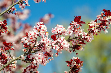 Canvas Print - Blooming Purple leaf Krauter Vesuvius (Cherry Plum) in the Central Park of Fremont