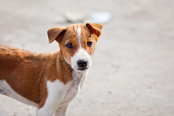 Wall Mural - Portrait of Indian street dog posing to camera