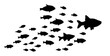 Silhouettes of groups of  fishes on white