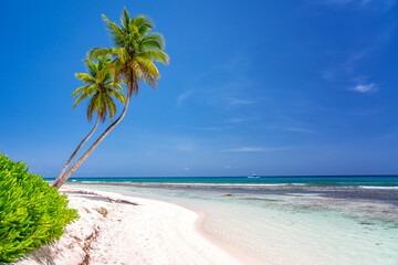 Wall Mural - Palm trees on beautiful tropical sunny beach in Dominican republic