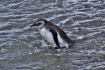 Poster - Penguins on the island in Beagle channel close Ushuaia city, Tierra del Fuego, Argentina