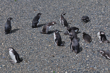 Wall Mural - Penguins on the island in Beagle channel close Ushuaia city, Tierra del Fuego, Argentina