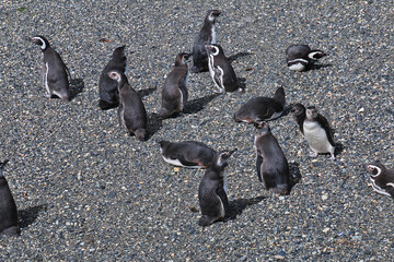 Wall Mural - Penguins on the island in Beagle channel close Ushuaia city, Tierra del Fuego, Argentina