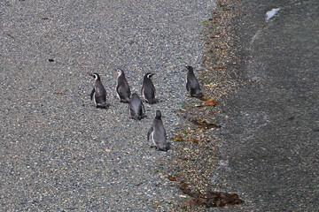 Wall Mural - Penguins on the island in Beagle channel close Ushuaia city, Tierra del Fuego, Argentina