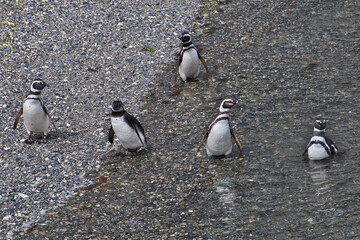 Poster - Penguins on the island in Beagle channel close Ushuaia city, Tierra del Fuego, Argentina