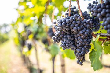 Wall Mural - Bunch of dark grapes hanging on vines inside the vineyard