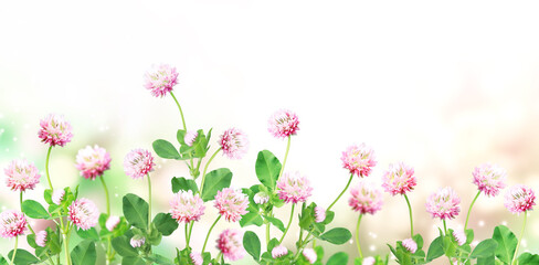 Aufkleber - Wild red clover (Trifolium pratense) on sunny nature spring background