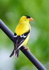 Wall Mural - close up of a beautiful yellow male american goldfinch perched on a pole in spring in broomfield, colorado