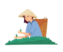Vietnamese Woman Farmer In Straw Conical Hat Picking Tea Leaves In Wicker Basket Vector Illustration