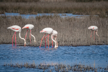 Flamingos and juvenile glossy Ibis feeding together in lagoon of south France