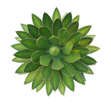 Top View Agave Plant Isolated On White Background.This Has Clipping Path.