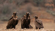 A Cinereous vulture Aegypius monachus in wild