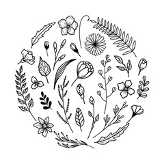 Wall Mural - Set of hand drawn flowers, leaves, herbs. Vector illustration isolated on white background.