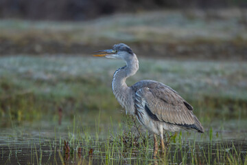 Poster - Gray Heron, Ardea cinerea, bird feeding in wetlands.