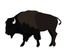 Hand Drawing American Bison