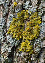 Xanthoria Parietina Is A Foliose, Or Leafy, Lichen. Orange Lichen, Yellow Scale, Maritime Sunburst Lichen, Shore Lichen