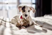 Lovely Puppy And Kitty Giving A Hug On The Bed. Lifestyle Photo Of Cute Pets At Home.