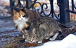 unhappy stray cats eat outside in winter