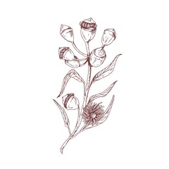 Poster - Eucalyptus flower with blossomed buds and burgeons. Sketch or outlined drawing of floral element isolated on white background. Vintage botanical art. Hand-drawn vector illustration in retro style