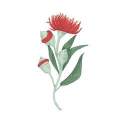 Poster - Realistic blooming red flower of eucalyptus tree with stem, leaves and buds. Elegant blossomed plant isolated on white background. Colored botanical hand-drawn vector illustration in retro style
