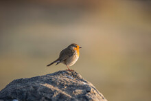 Perched On Rock, European Robin, Erithacus Rubecula.