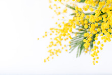 Fresh Mimosa Flower Branches Close Up. Spring Floral Abstract Background	